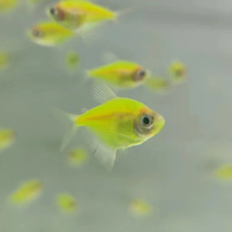 一顺展中尺寸绿翡翠绿衣紫衣天使鱼群游草缸斑马鱼