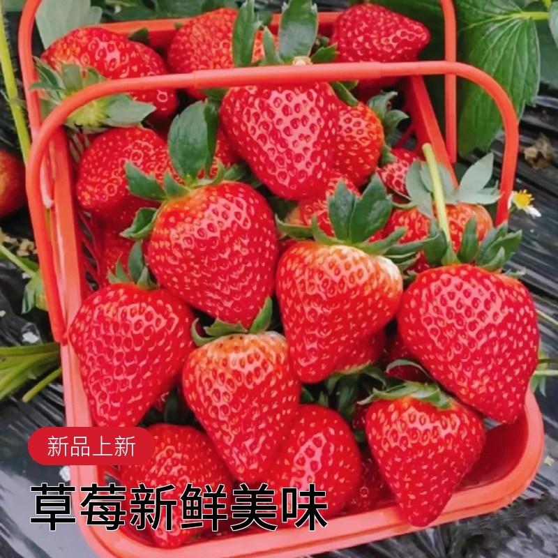 草莓手提篮一篮1.5斤  莓开眼笑好好吃