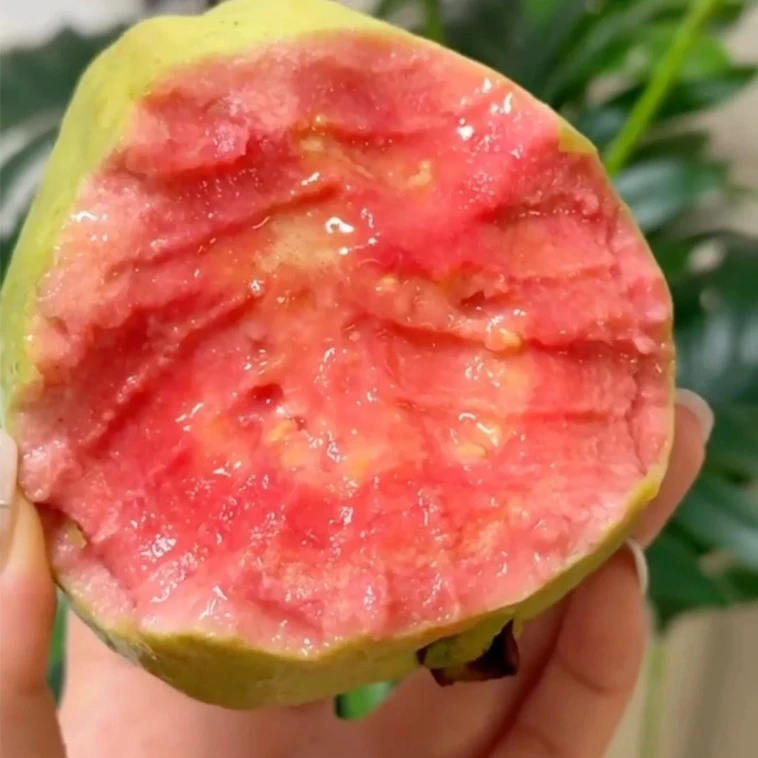 【红心芭乐】一个 软软糯糯冰淇淋口感