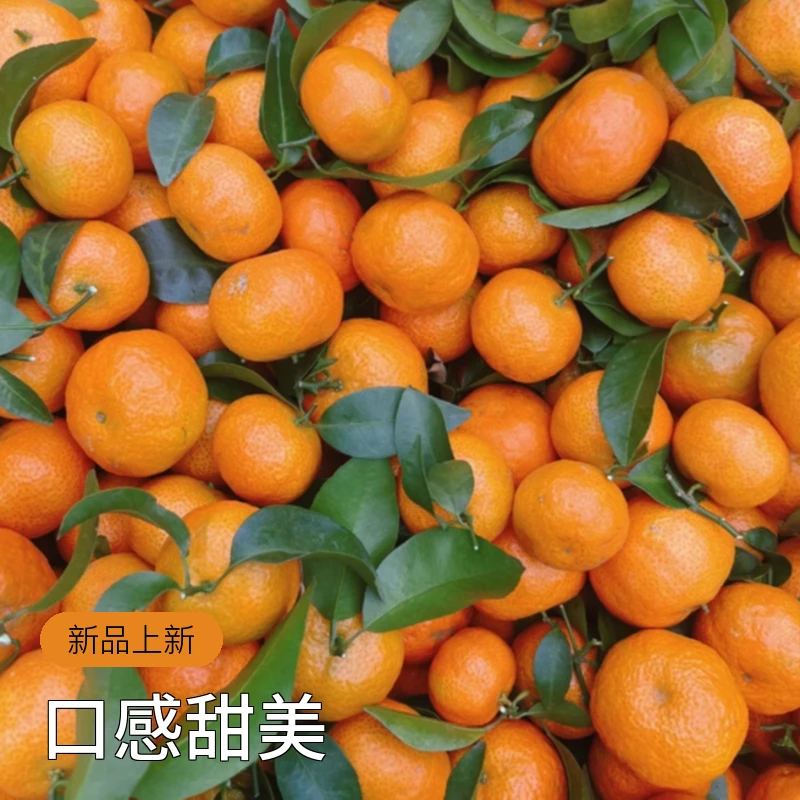 砂糖橘3斤 一口一个给我炫