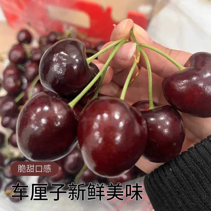 【单J/2J/3J】桑提娜车厘子一斤装！(智利）