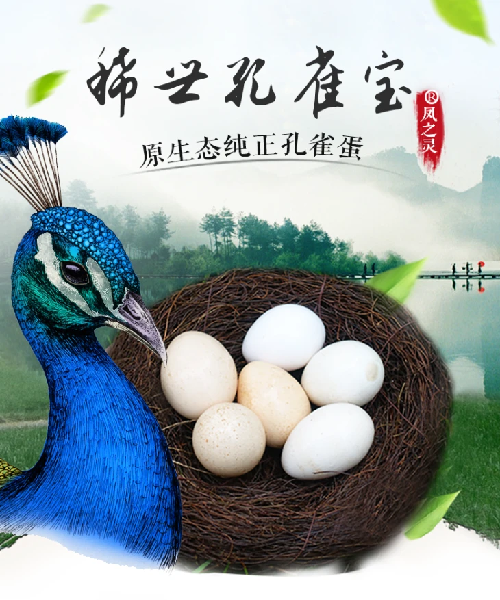 孔雀蛋  农家养殖