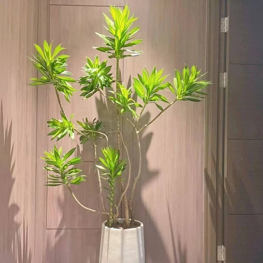 金心百合竹网红绿植高颜值好养老桩造型寓意好办公室内绿植