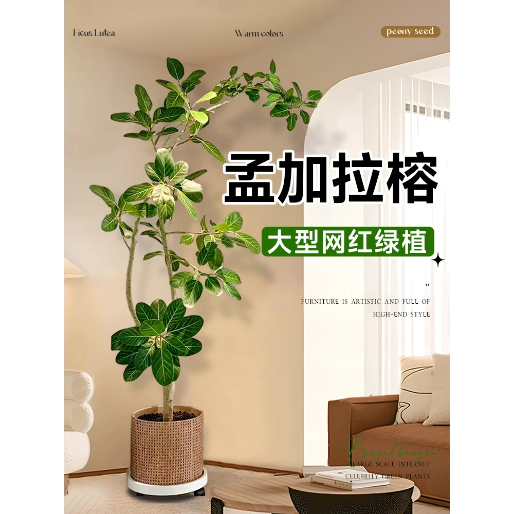 孟加拉榕老桩盆栽大型绿植办公室内客厅落地式大号榕树