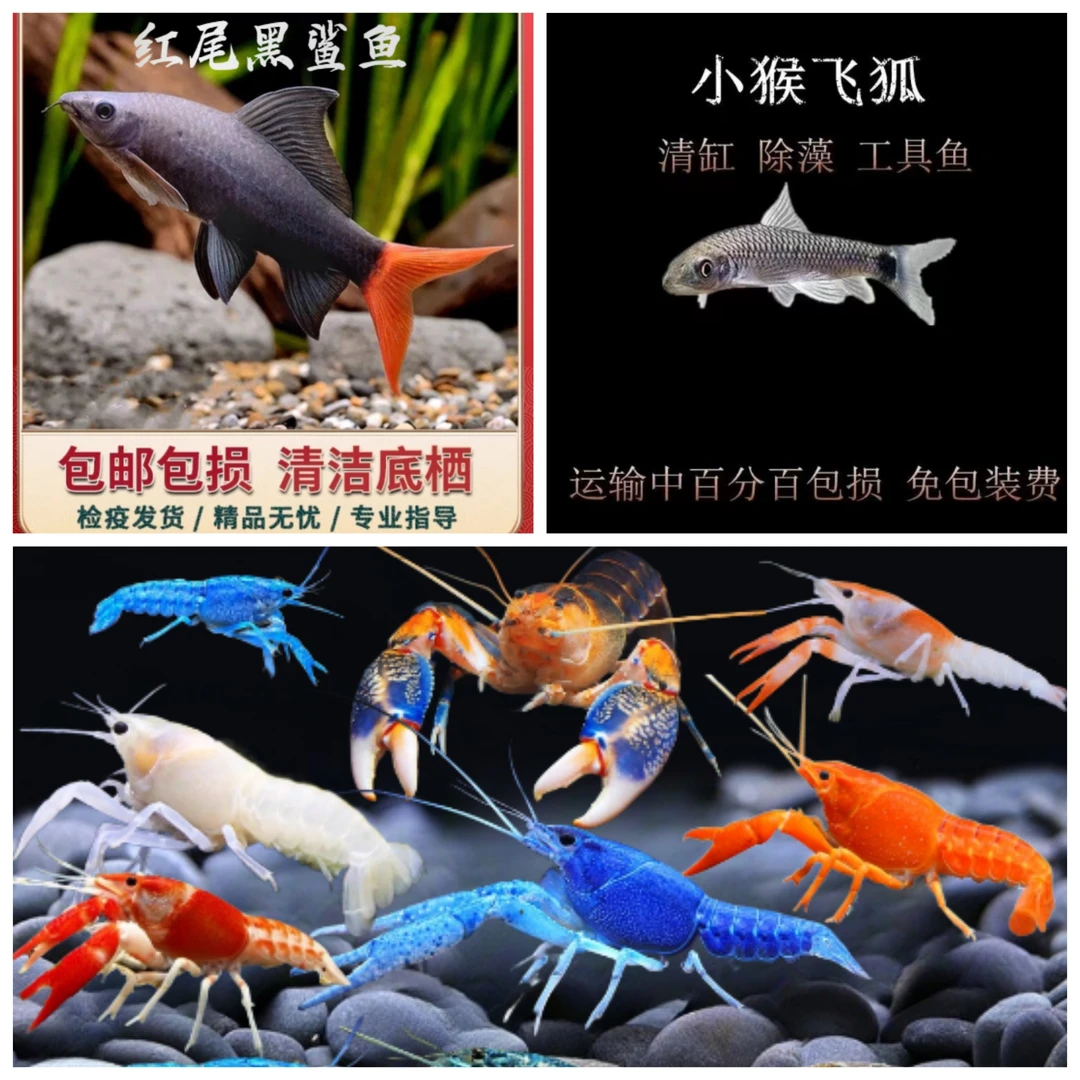 观赏鱼斑马鱼观赏虾除藻虾鳌虾龙虾龙纹火山破坏者鱼缸观赏