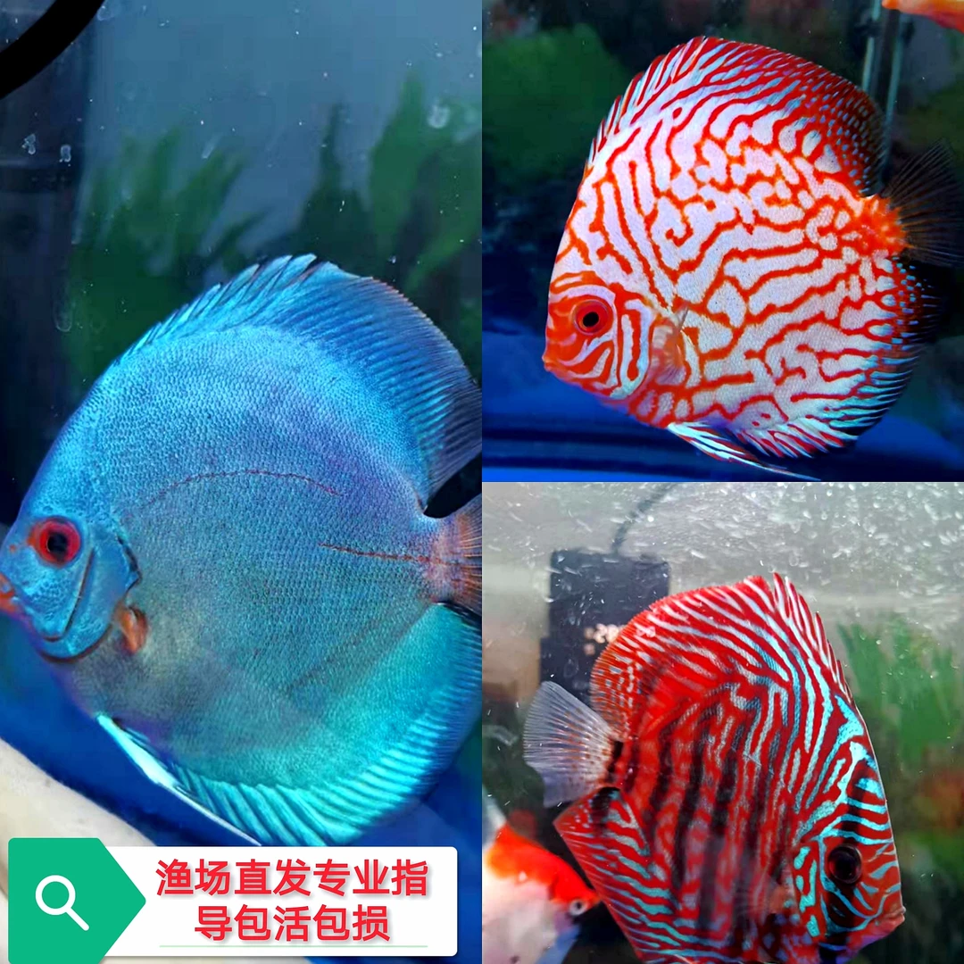 七彩【活体2条发货】观赏鱼单条价格(10-12cm)精品七彩神仙鱼热带鱼