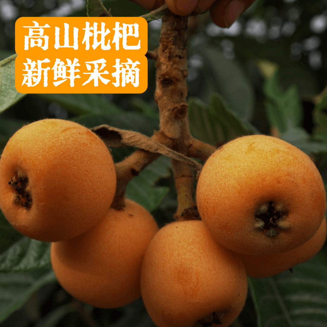贵州高山自然成熟爆甜大五星枇杷当季水果现摘现发3斤5斤包邮新鲜
