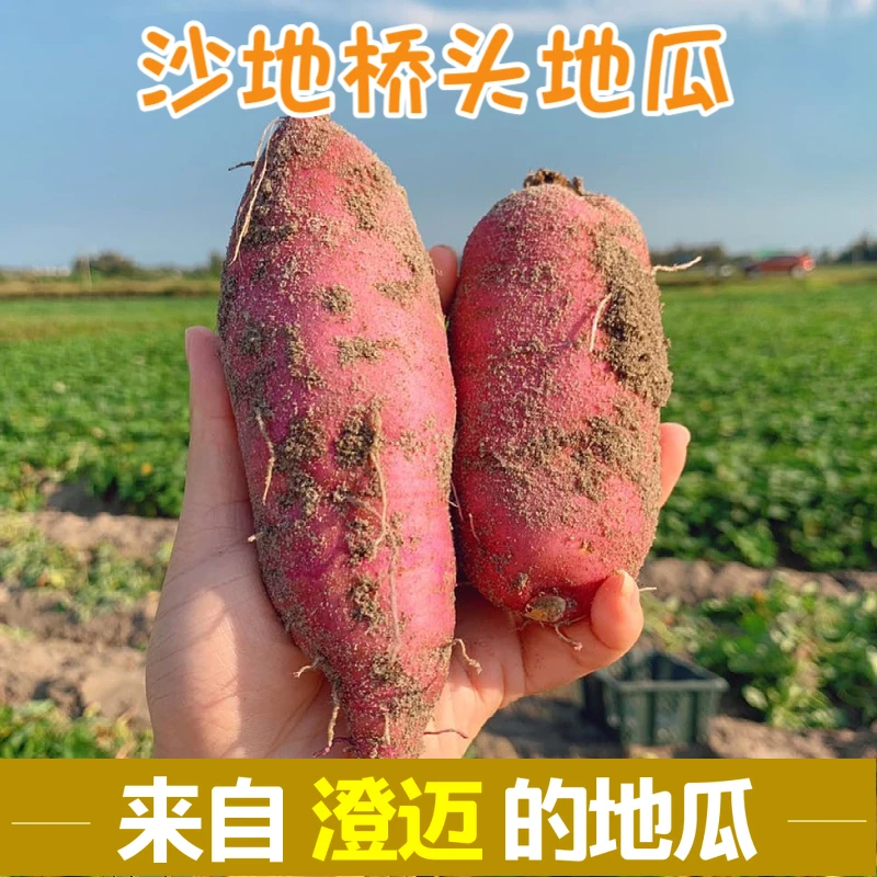 海南桥头地瓜4.5斤8斤精品果粉糯面甜产地直发