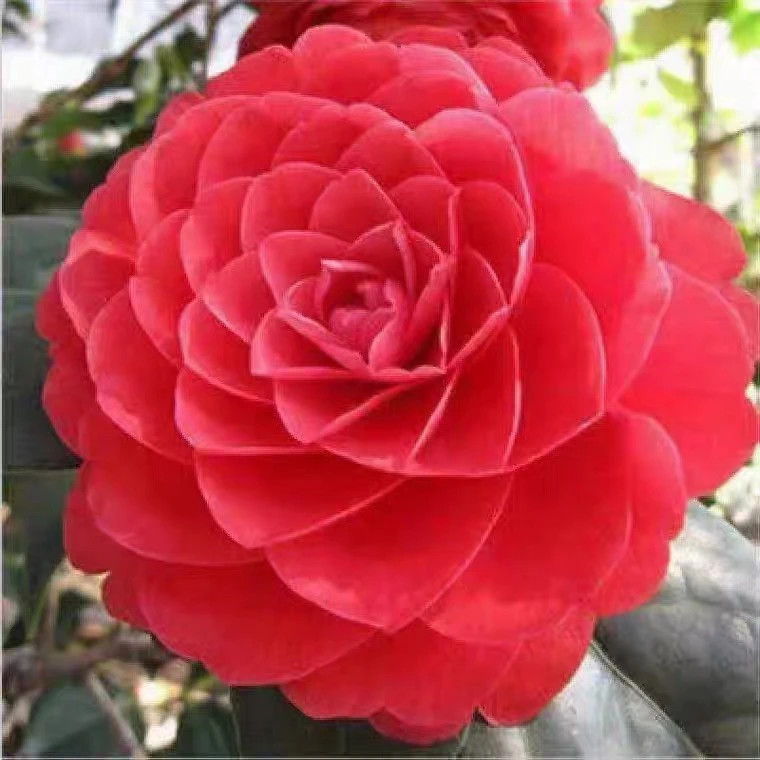 红赤丹茶花 红山茶花 多季节开花 红色花朵 带很多花苞