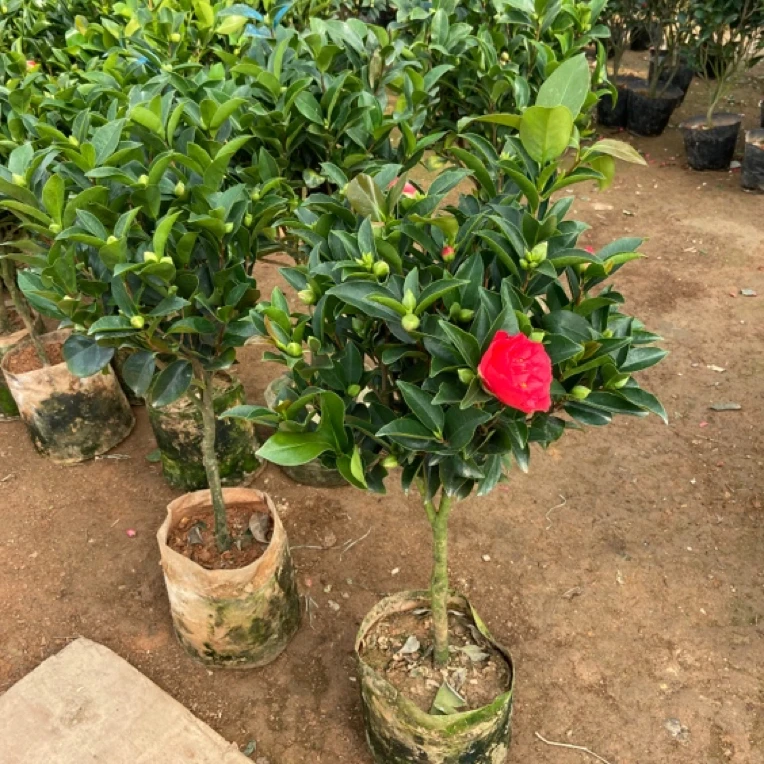 四季茶花山茶花大红大花树苗室内室外开花