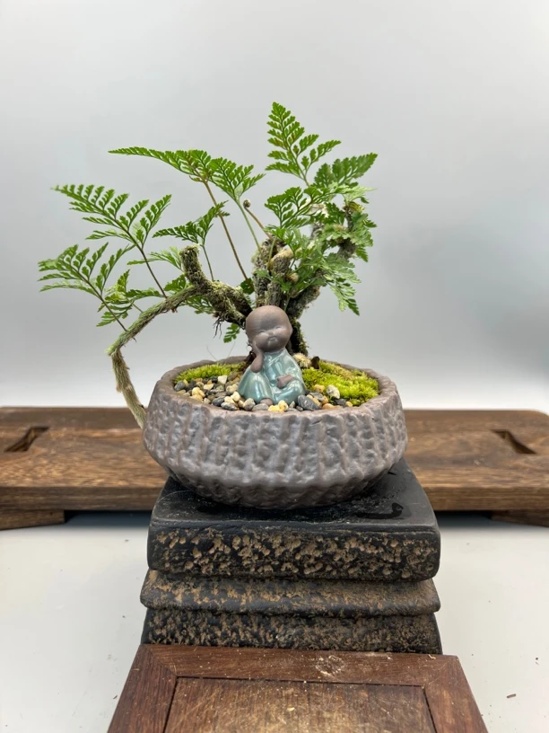 老桩狼尾蕨小微盆景
