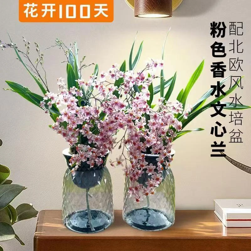 贵妃粉（梦香兰）文心兰年宵花带花剑懒人盆好养易活绿植室内盆栽