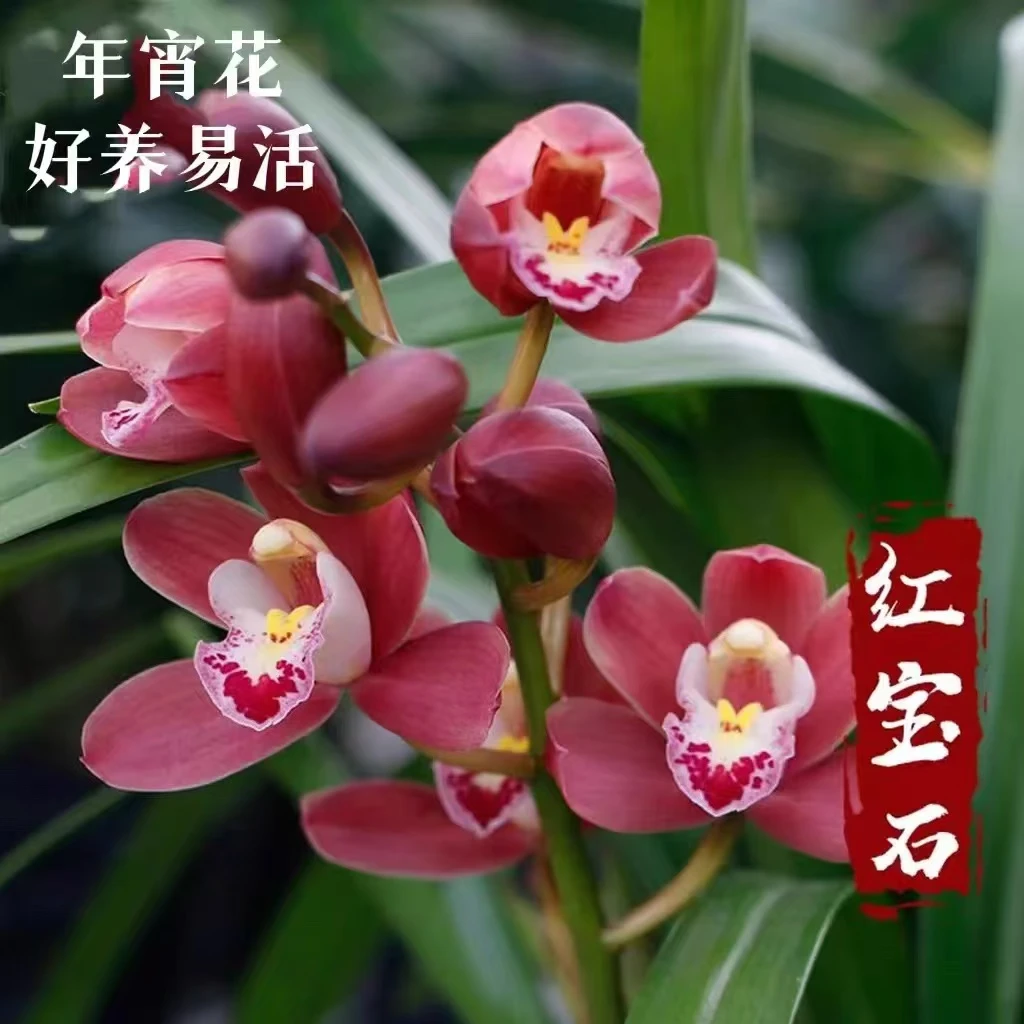 {带花剑｝年宵花红宝石大花蕙兰基地直发种好带盆底座送花肥好养