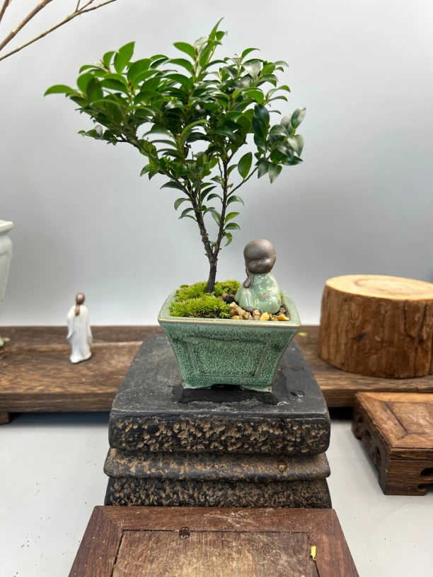 小叶紫檀复古四方盆微盆景