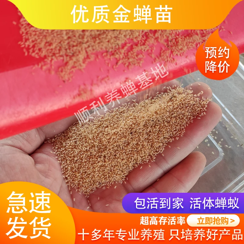 金蝉种子幼虫幼苗知了猴种子蝉种子金蝉卵金蝉苗知了猴种爬叉种苗