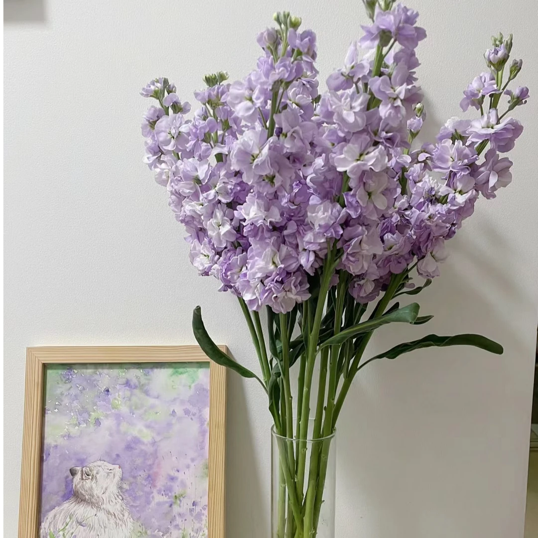 【顺丰冷链包邮】10支优雅神秘紫色重瓣紫罗兰鲜花家庭办公水养插花