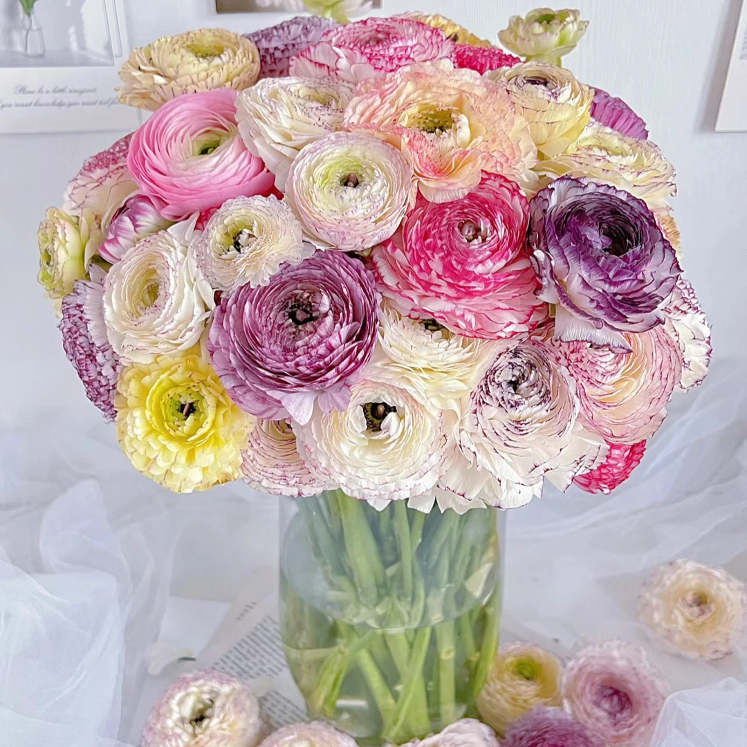 【顺丰冷链包邮】稀有花边洋牡丹鲜花复古卷边水养插花生花苞发货