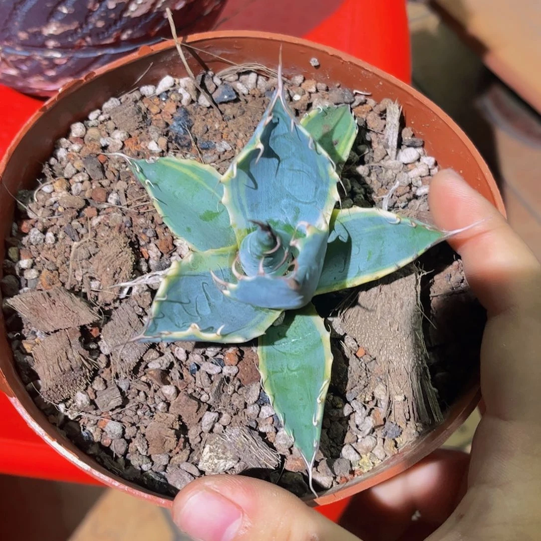 吃****驼海洋之心龙舌兰 1368