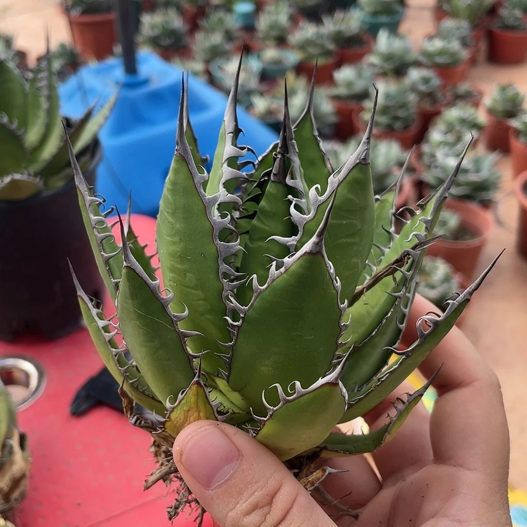 L****e强密刺霍利达龙舌兰