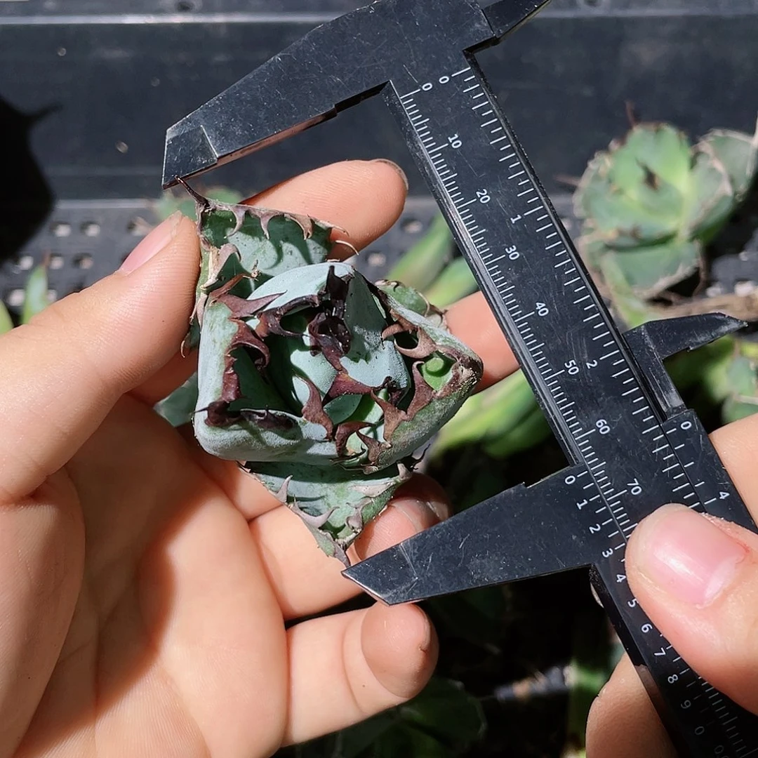 蓝鲸顶芽满38包邮