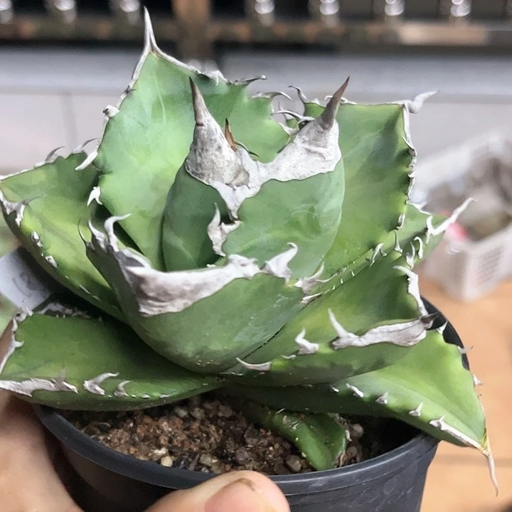 白火焰龙舌兰仁王冠