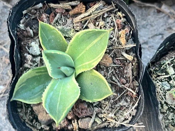 娃娃脸锦龙舌兰虚空藏福克斯潮流植物沙生植物 耐寒耐旱