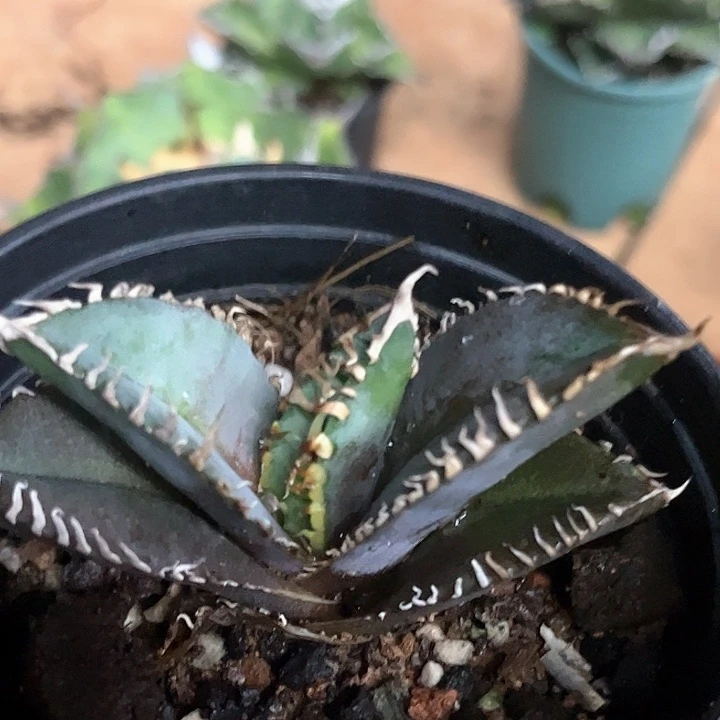 红狮龙舌兰仁王冠