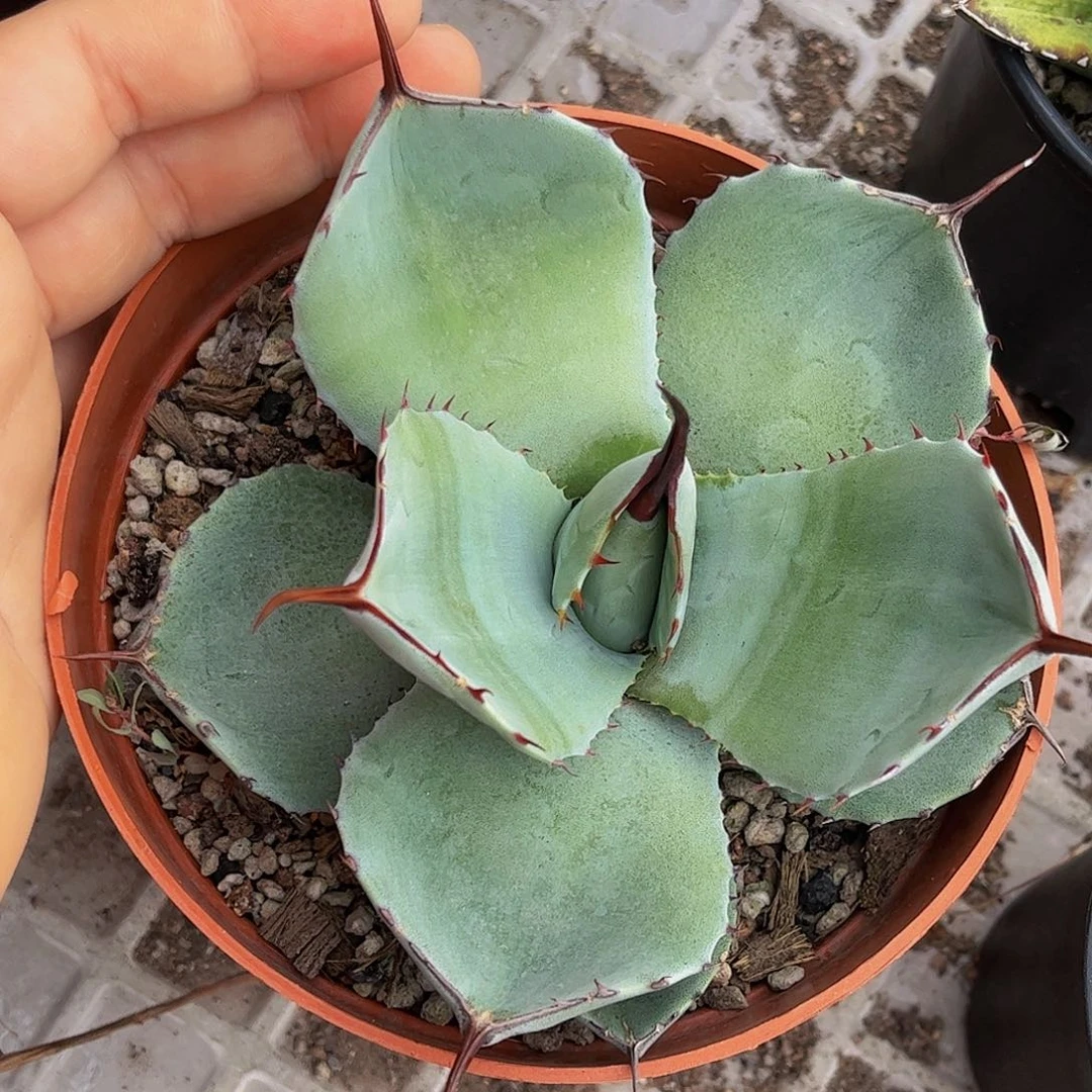 福克斯龙舌兰 1368