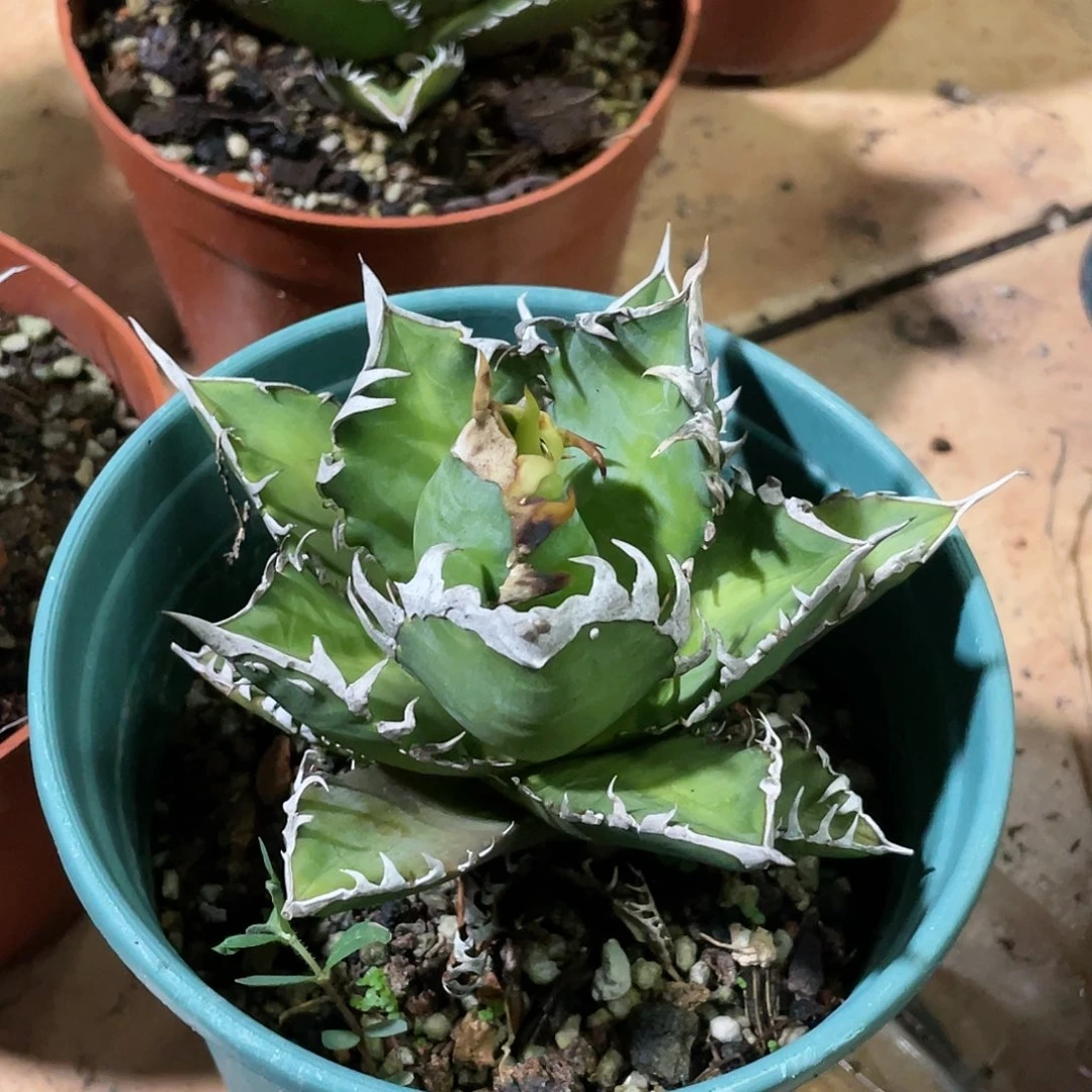 红猫龙舌兰仁王冠