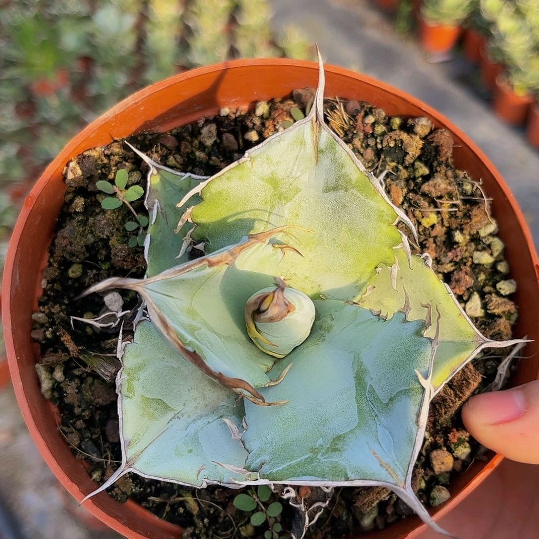 白冰龙舌兰仁王冠