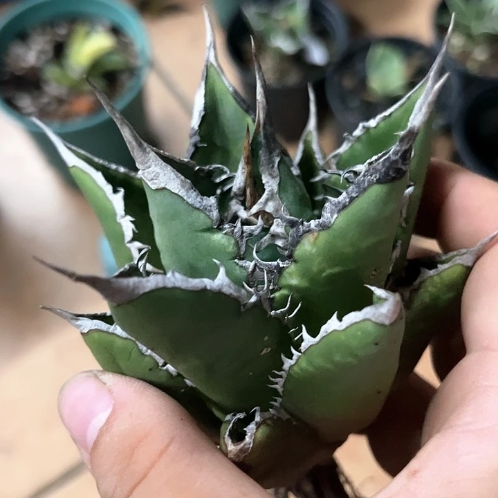 海王龙舌兰仁王冠