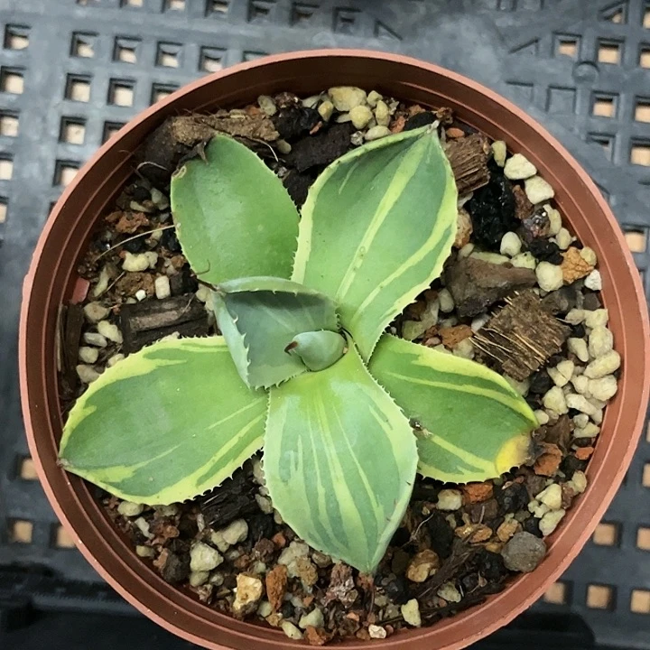 青****%娃娃脸锦龙舌兰