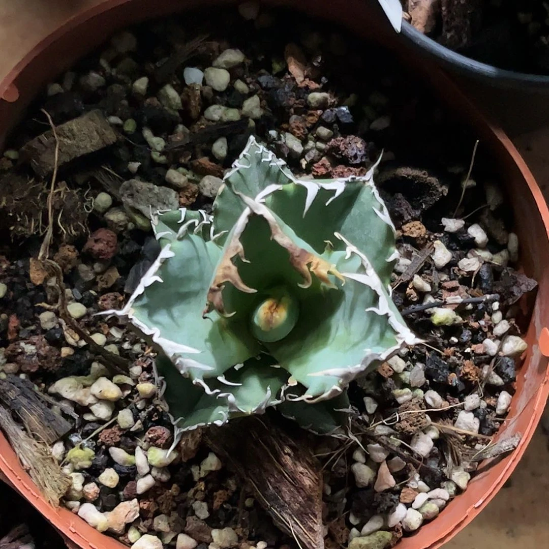 螃蟹顶芽有根龙舌兰