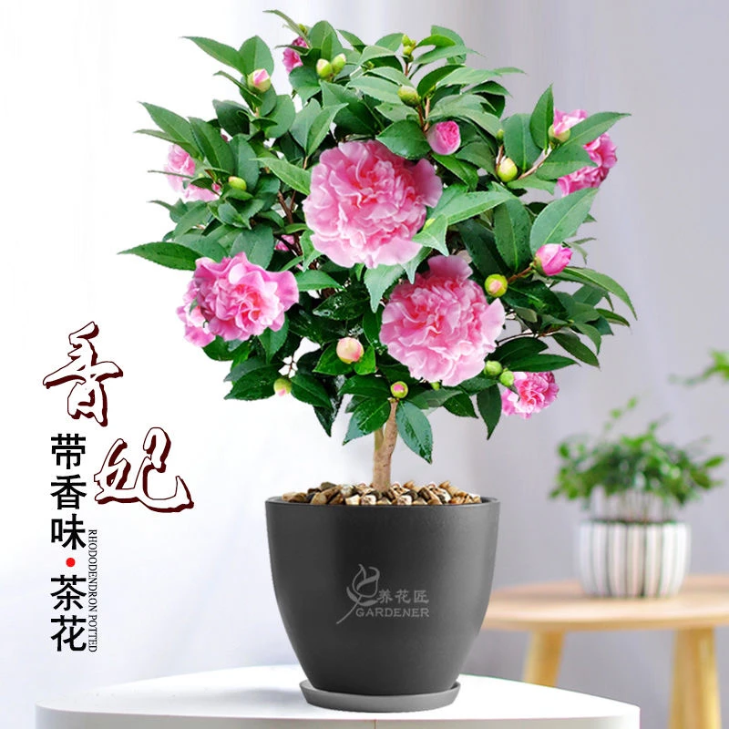 香妃香茶花开花重瓣大花浓香型