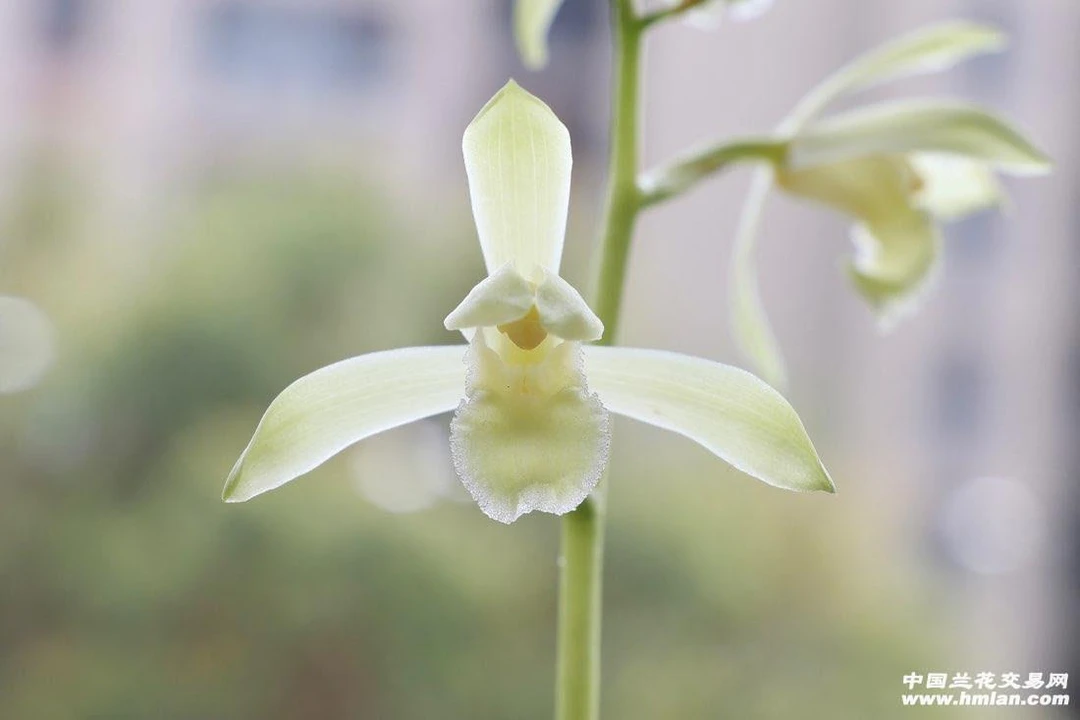 惠兰.白玉素（白雪公主）裸根发货