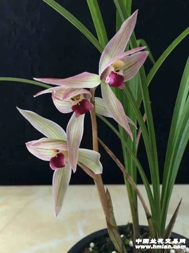 莲瓣兰，小龙女裸根发货