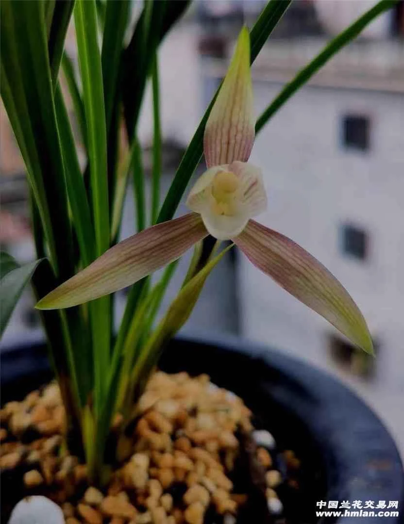 春兰名品彩韵素裸根发货