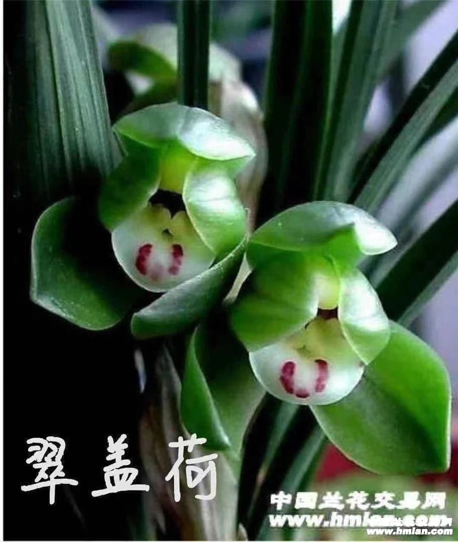 春兰名品：翠盖3苗起裸根发货