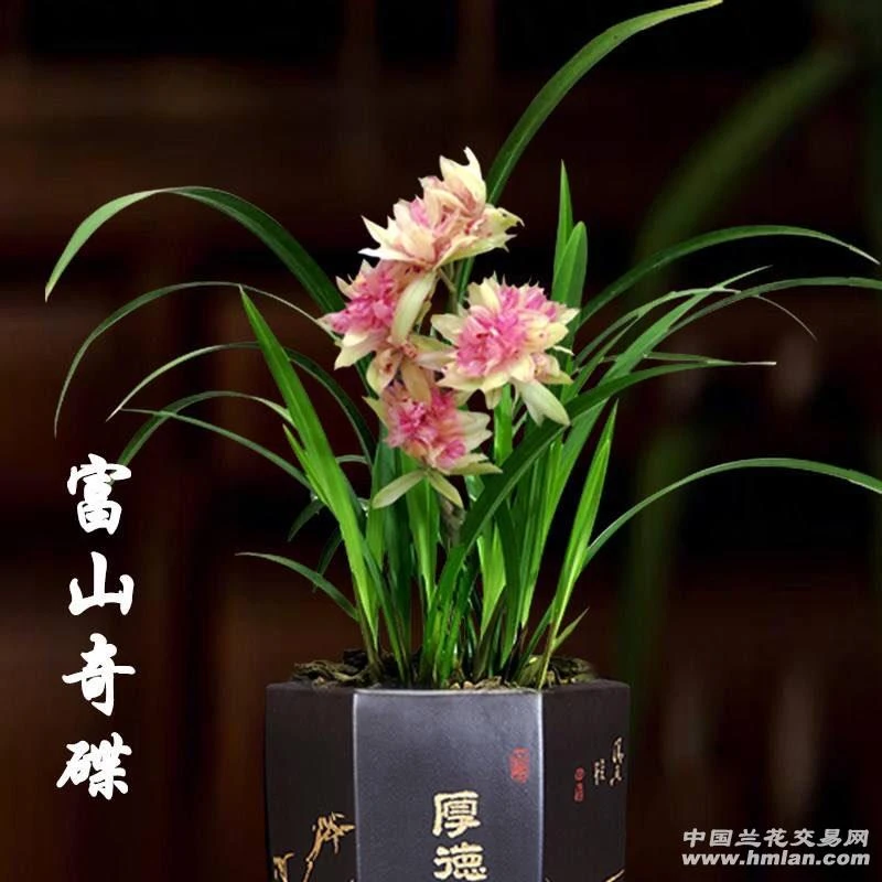建兰三大奇花之首,富山奇蝶,花期6到10月份