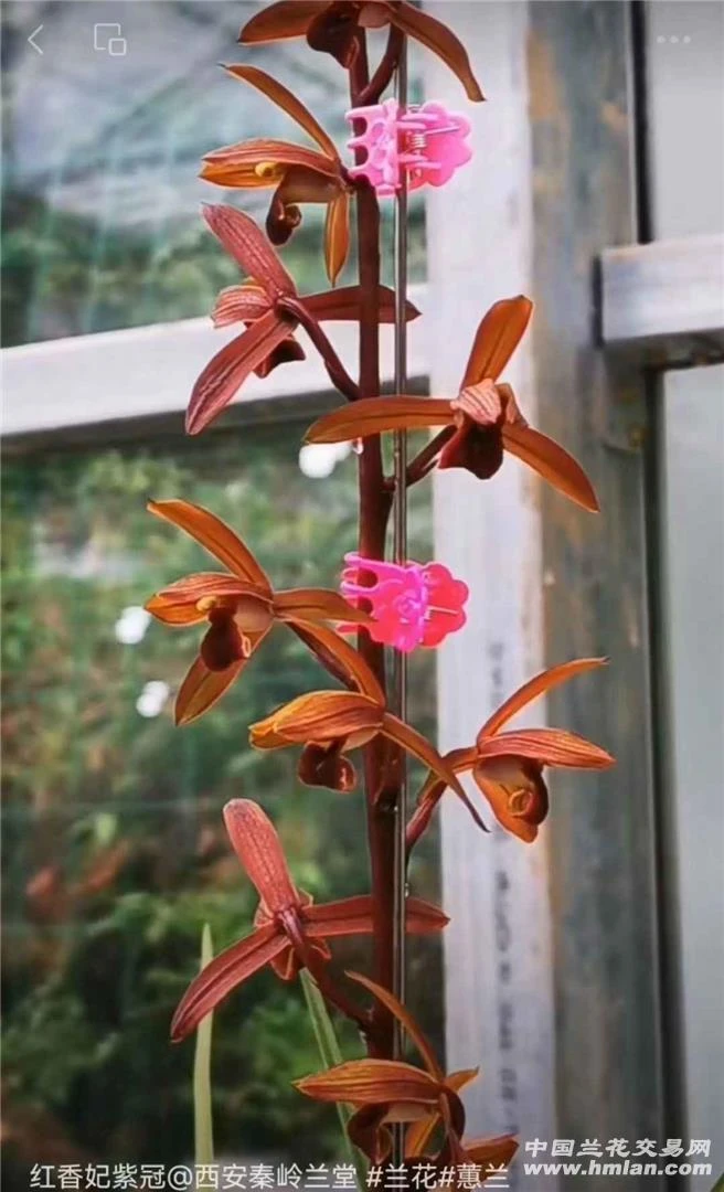 蕙兰名品紫冠引种苗裸根发货