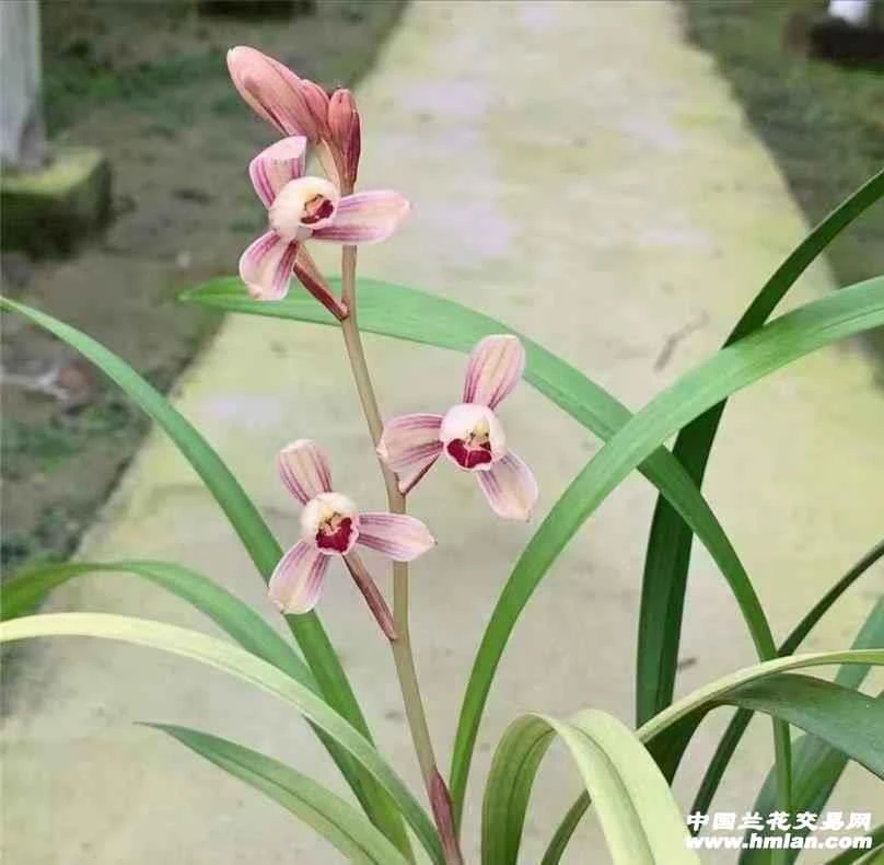 建兰名品一品红梅裸根发货