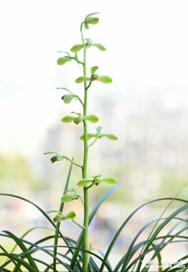 惠兰名品，老上海