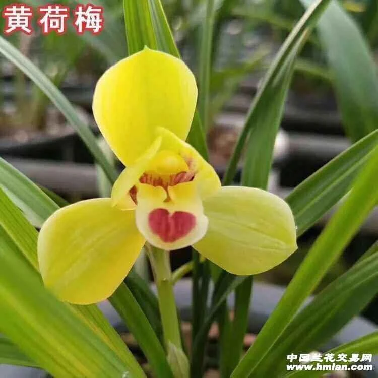 春兰名，品黄荷梅