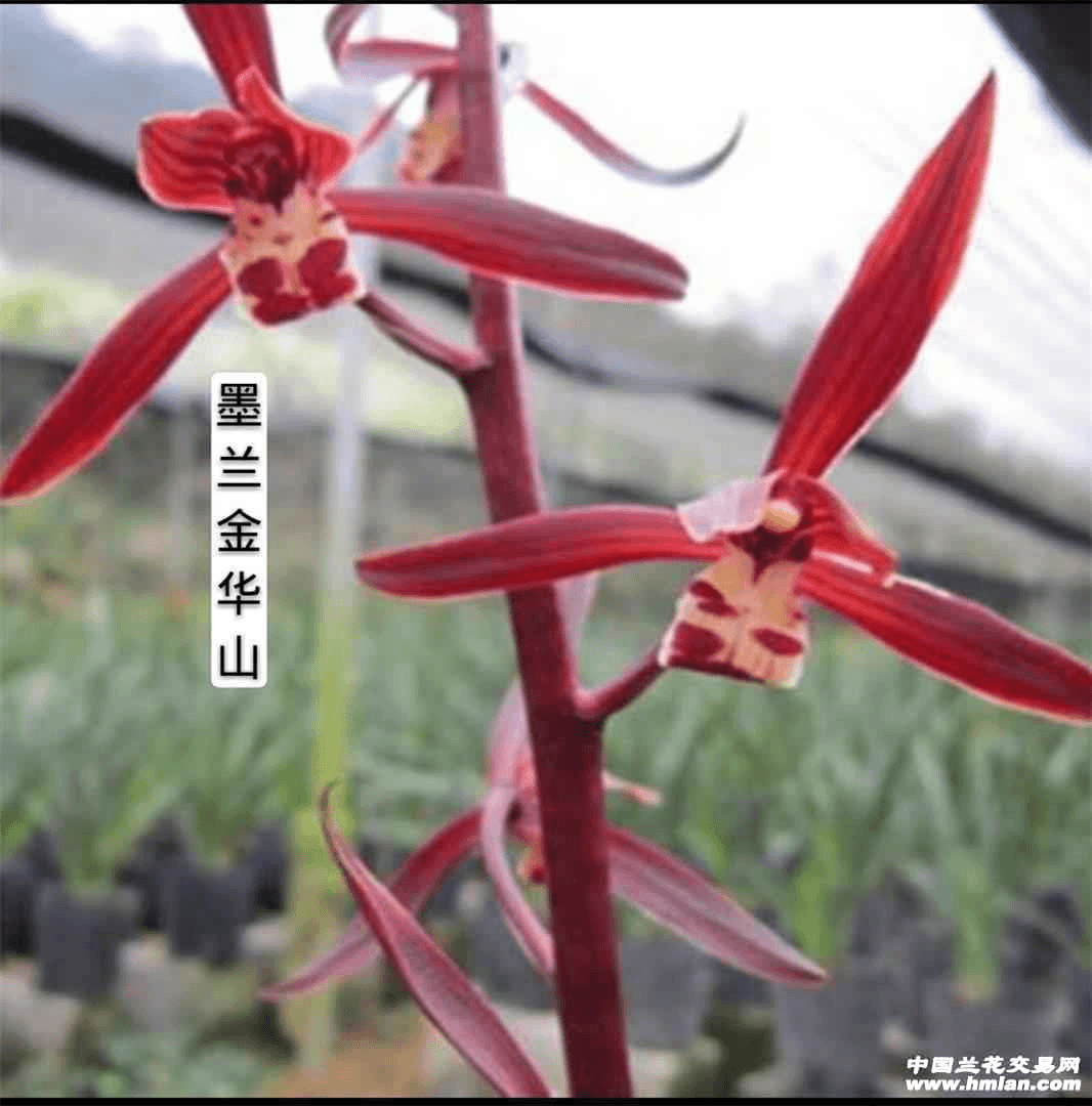 墨兰品种金华山子母带花苞裸根发货