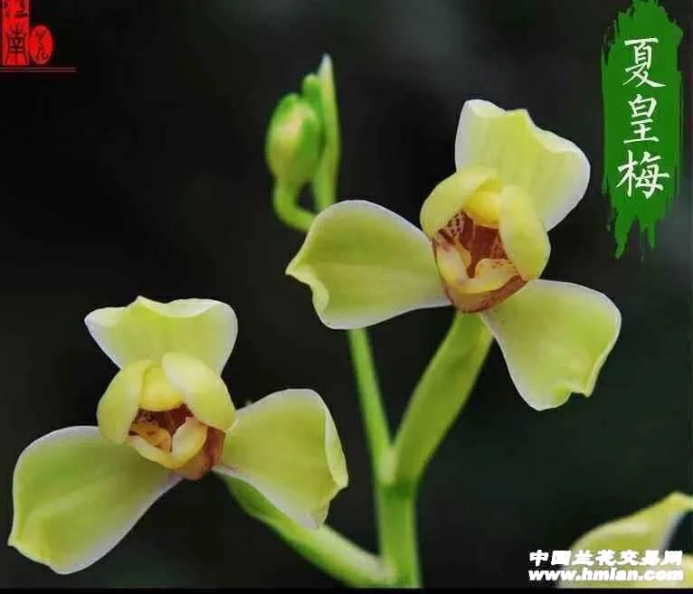 建兰名品，夏黄梅