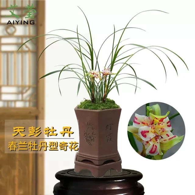 春兰名品,天彭牡丹,裸根发货