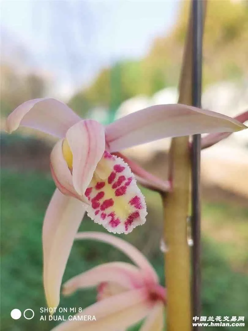 惠兰（桃花仙子）裸根发货