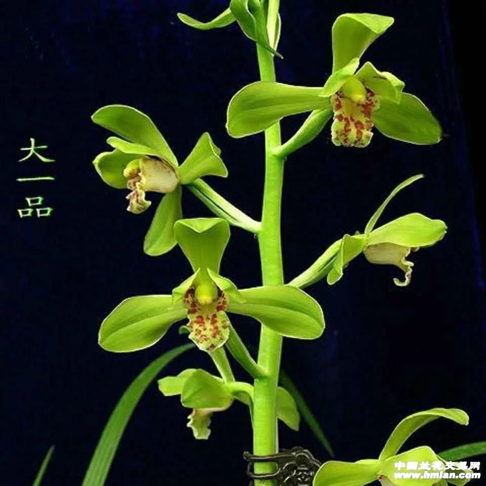 蕙兰老八种大一品裸根发货