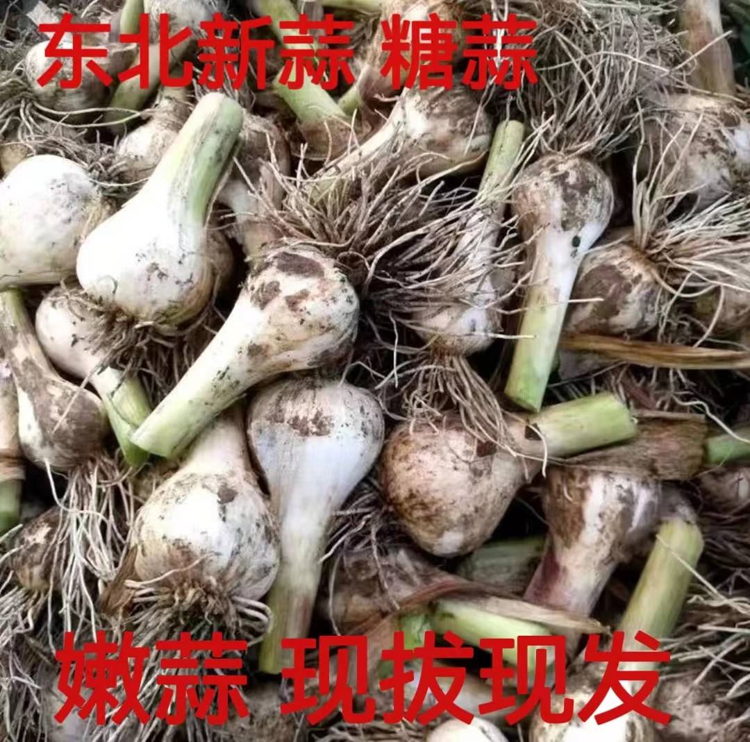 新鲜大蒜 腌糖蒜 青蒜 嫩蒜 带须保鲜 5斤。