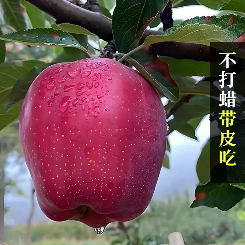 【脆粉两吃】甘肃花牛苹果 带箱5斤 12-16个 单果130-180g 多仓发货